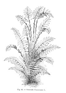 Osmunda Claytoniana (dessin)