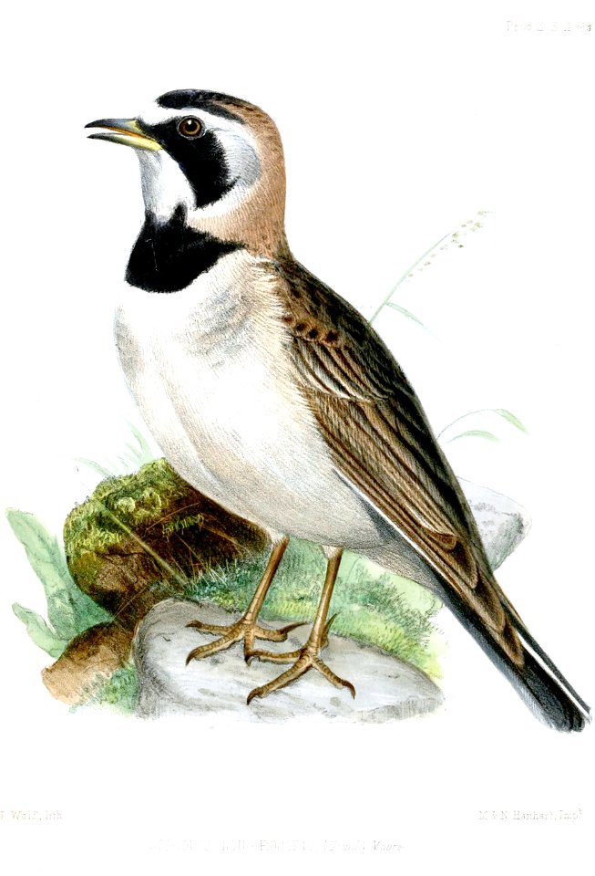 OtocorisLongirostrisWolf