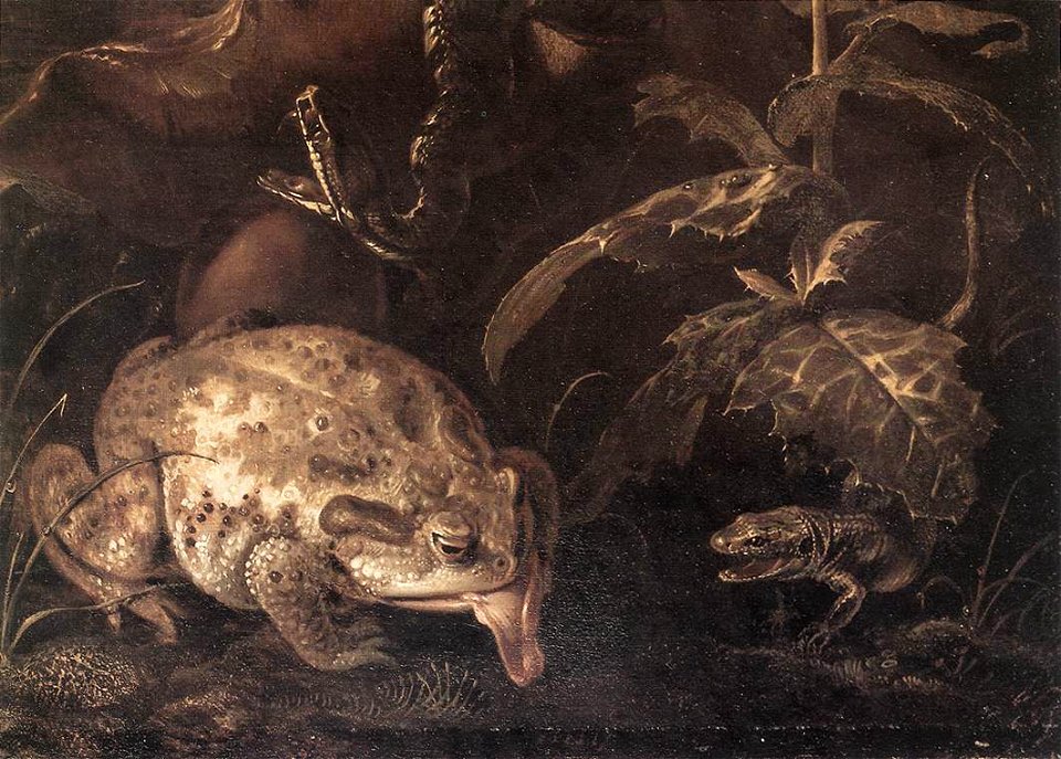 Otto Marseus van Schrieck - Still-Life with Insects and Amphibians (detail) - WGA21063