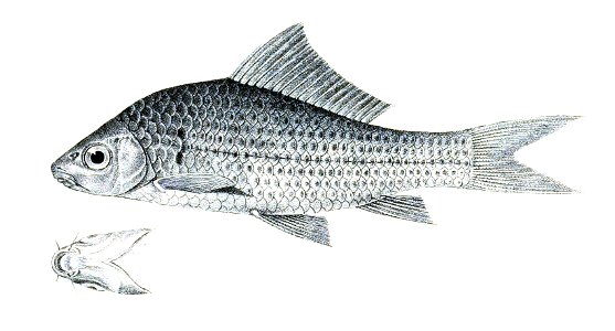 Osteochilus neilli Achilles 130
