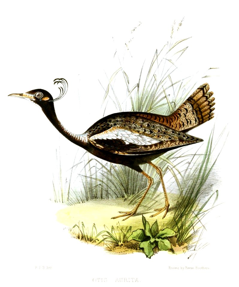 OtisAuritaJerdon