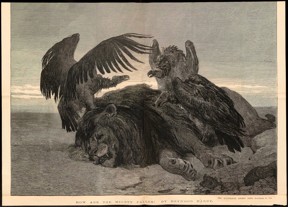 Otogyps auricularis - 1875 - Print - Iconographia Zoologica - Special Collections University of Amsterdam - UBA01 IZ18100051