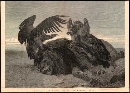 Otogyps auricularis - 1875 - Print - Iconographia Zoologica - Special Collections University of Amsterdam - UBA01 IZ18100051