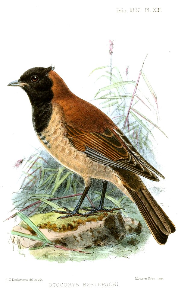 OtocorysBerlepschiKeulemans