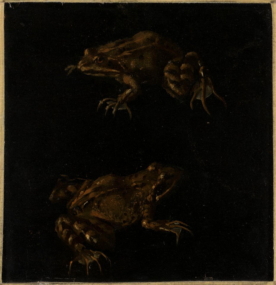 Otto Marseus van Schrieck - Two Brown Frogs - NG.M.02388 - National Museum of Art, Architecture and Design