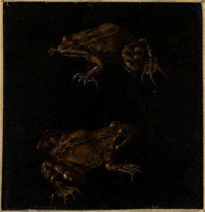 Otto Marseus van Schrieck - Two Brown Frogs - NG.M.02388 - National Museum of Art, Architecture and Design