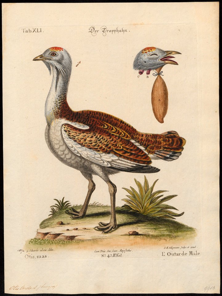 Otis tarda - 1700-1880 - Print - Iconographia Zoologica - Special Collections University of Amsterdam - UBA01 IZ17200011