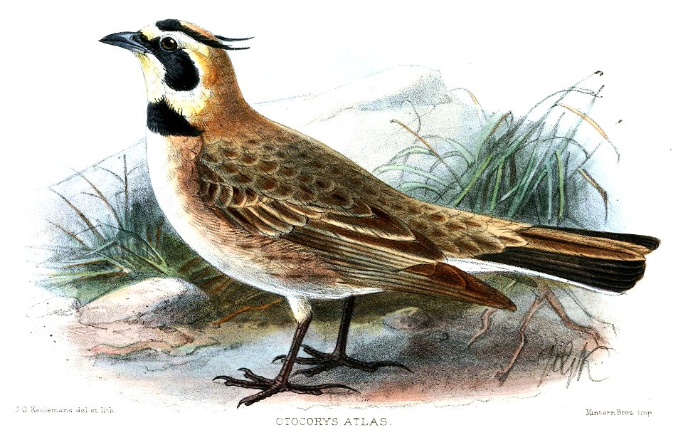 OtocorysAtlasKeulemans
