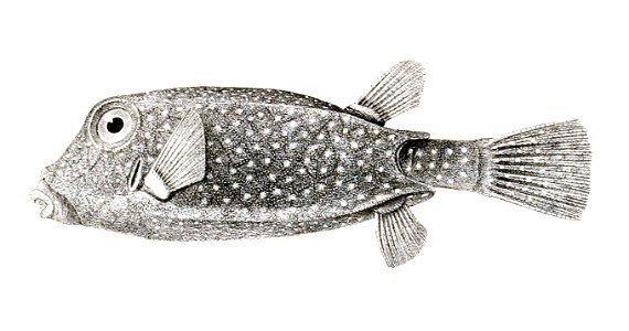 Ostracion punctatus Achilles 181