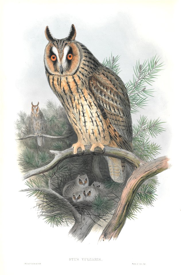Otis Vulgaris
