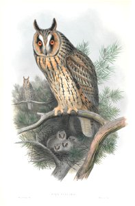 Otis Vulgaris