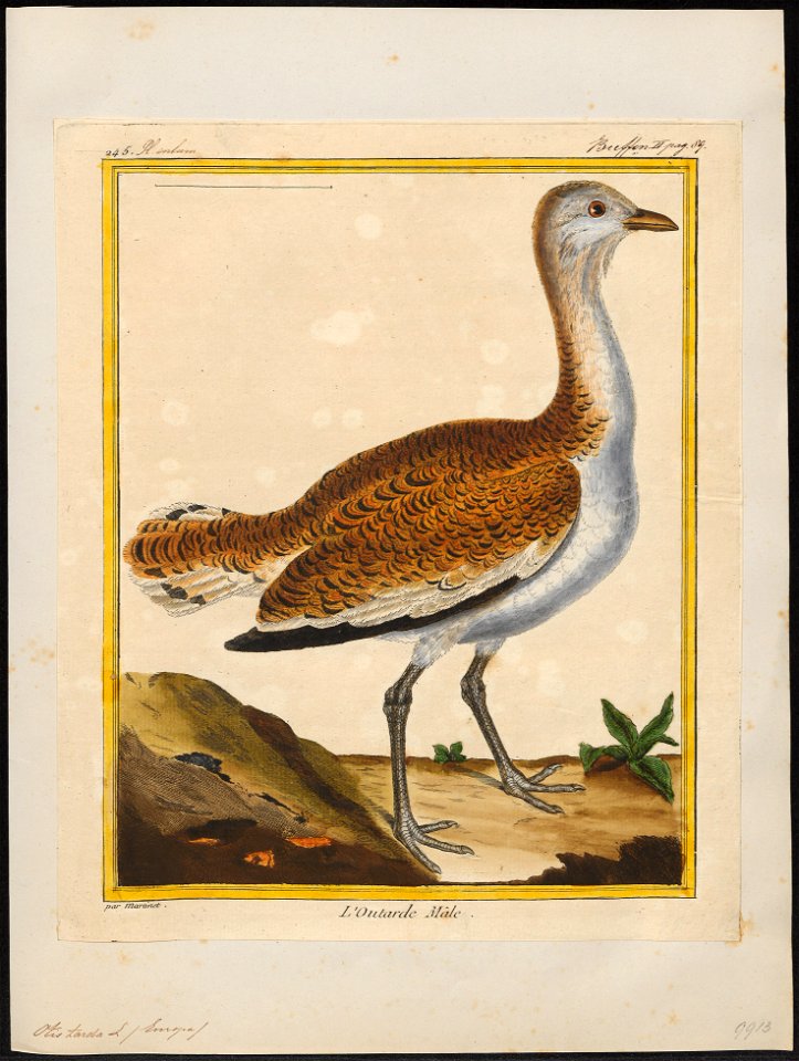 Otis tarda - 1700-1880 - Print - Iconographia Zoologica - Special Collections University of Amsterdam - UBA01 IZ17200003