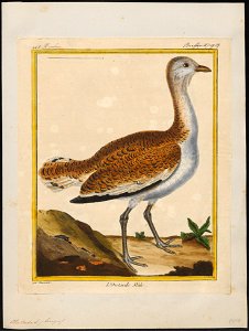 Otis tarda - 1700-1880 - Print - Iconographia Zoologica - Special Collections University of Amsterdam - UBA01 IZ17200003
