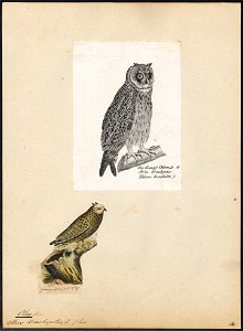 Otus brachyotus - 1809-1845 - Print - Iconographia Zoologica - Special Collections University of Amsterdam - UBA01 IZ18400193