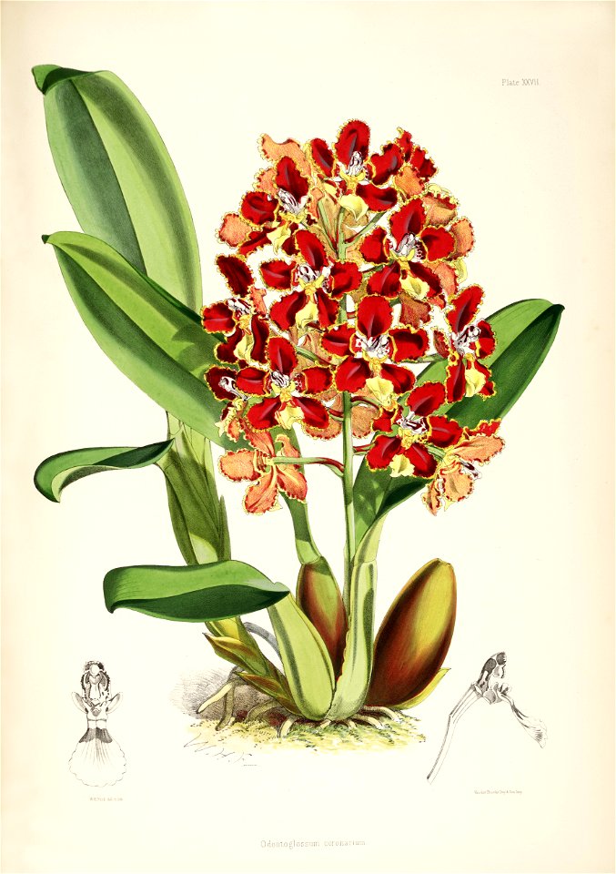 Otoglossum coronarium (as Odontoglossum coronarium ) - pl. 27 - Bateman, Monogr.Odont