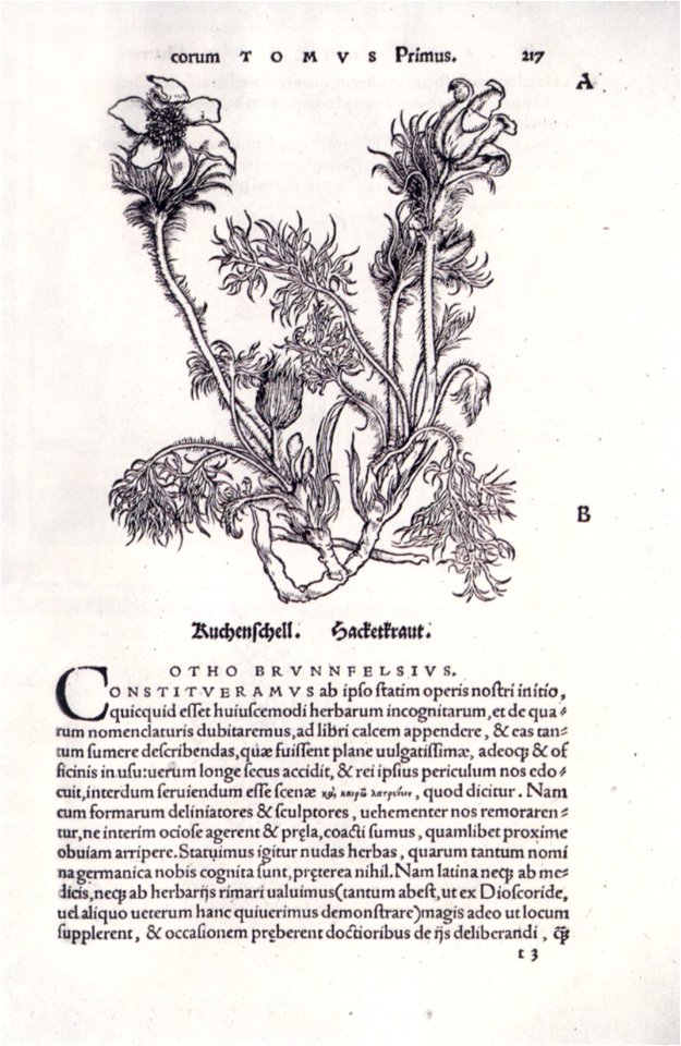 Otto Brunfels Herbarium vivae eicones ad nature 1530 Kuchenschell (Isny)