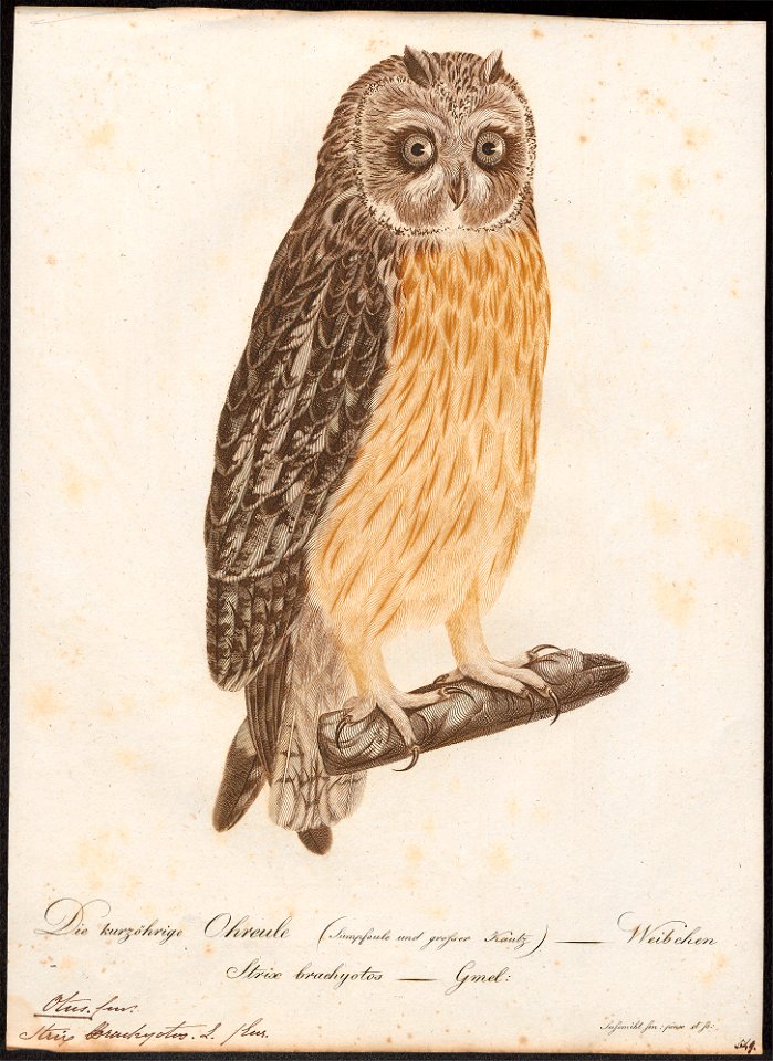 Otus brachyotus - 1800-1812 - Print - Iconographia Zoologica - Special Collections University of Amsterdam - UBA01 IZ18400201