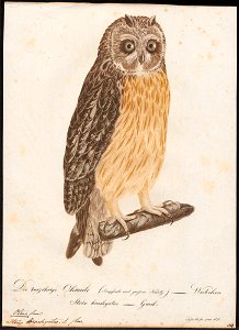 Otus brachyotus - 1800-1812 - Print - Iconographia Zoologica - Special Collections University of Amsterdam - UBA01 IZ18400201