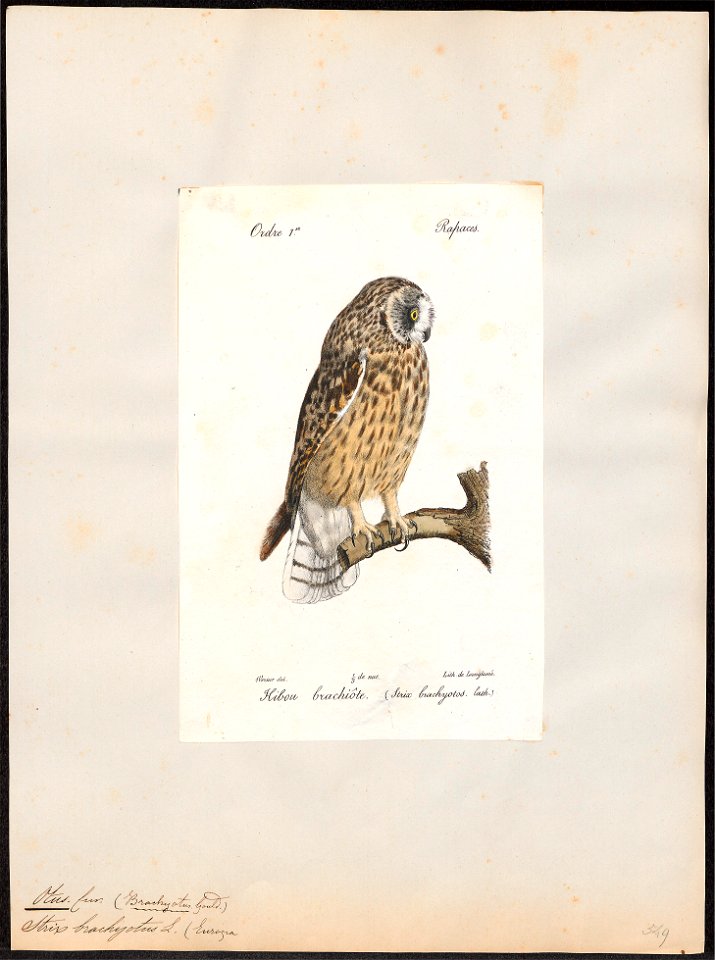 Otus brachyotus - 1842-1848 - Print - Iconographia Zoologica - Special Collections University of Amsterdam - UBA01 IZ18400197