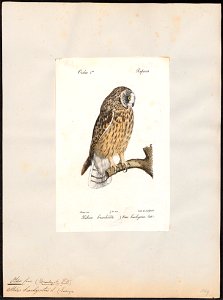 Otus brachyotus - 1842-1848 - Print - Iconographia Zoologica - Special Collections University of Amsterdam - UBA01 IZ18400197