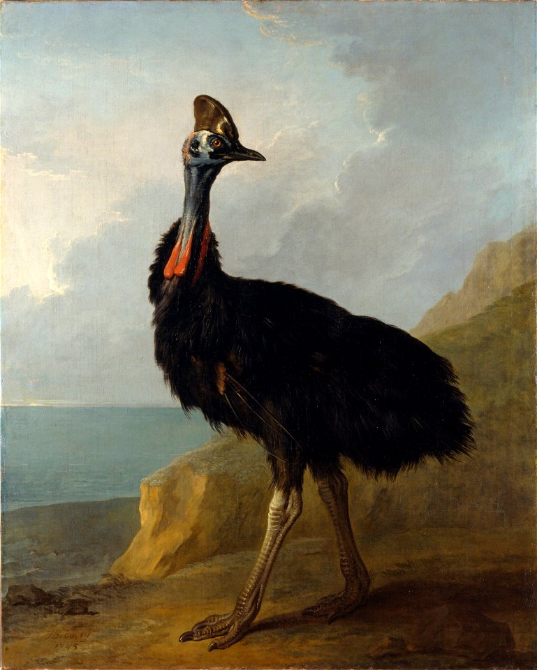 Jean-Baptiste Oudry - Cassowary (1745)