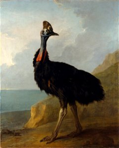 Jean-Baptiste Oudry - Cassowary (1745)