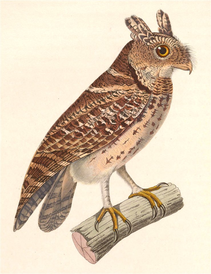 Otus lempiji lempiji 1838