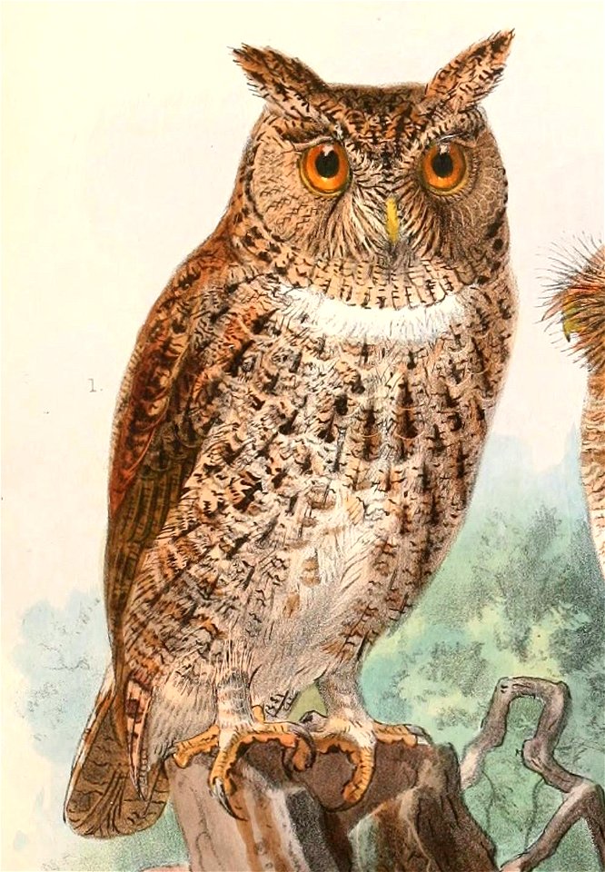 Otus silvicola 1897