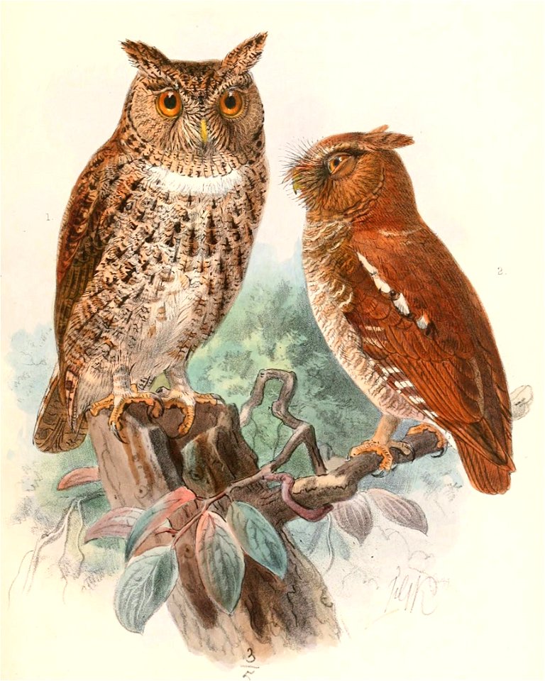 Otus silvicola & Otus alfredi 1897