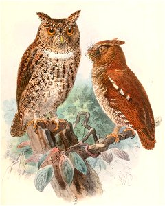 Otus silvicola & Otus alfredi 1897