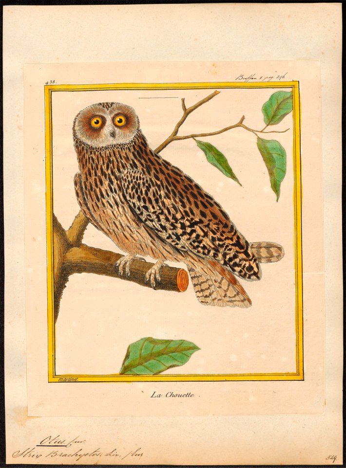 Otus brachyotus - 1700-1880 - Print - Iconographia Zoologica - Special Collections University of Amsterdam - UBA01 IZ18400203