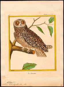Otus brachyotus - 1700-1880 - Print - Iconographia Zoologica - Special Collections University of Amsterdam - UBA01 IZ18400203