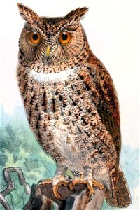 Otus silvicola 1897 2