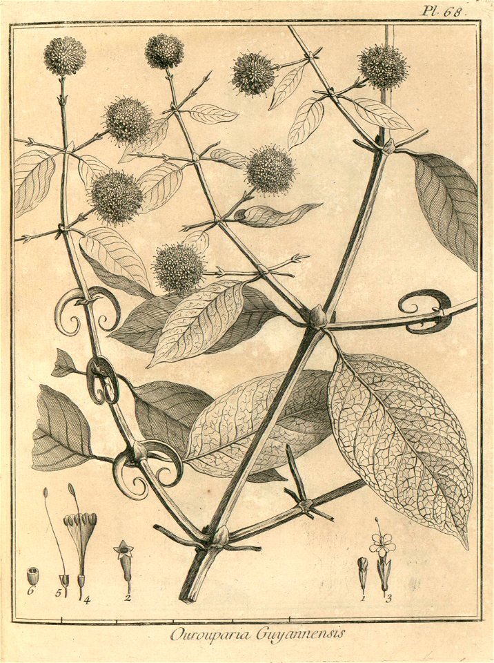 Ourouparia guianensis Aublet 1775 pl 68