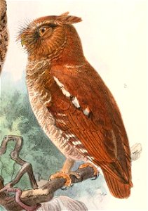 Otus alfredi