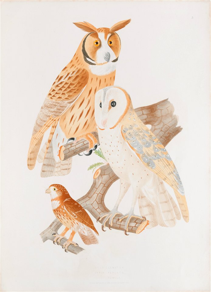 Otus clamator - Strix perlata - Strix pumila, da Coleção Brasiliana Iconográfica