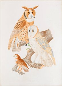 Otus clamator - Strix perlata - Strix pumila, da Coleção Brasiliana Iconográfica