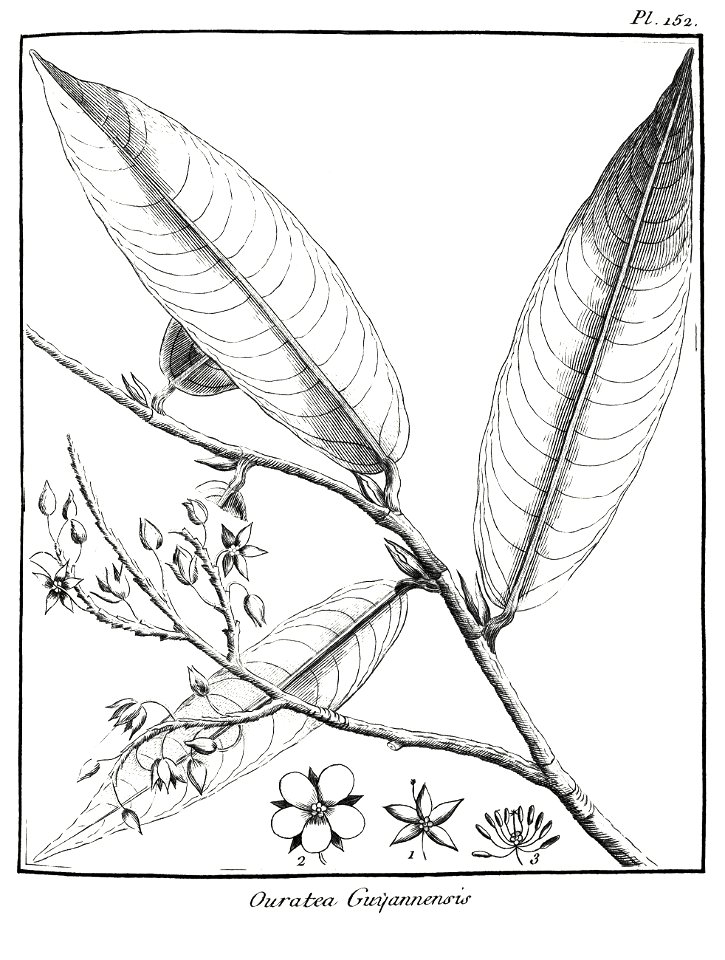 Ouratea guianensis Aublet 1775 pl 152
