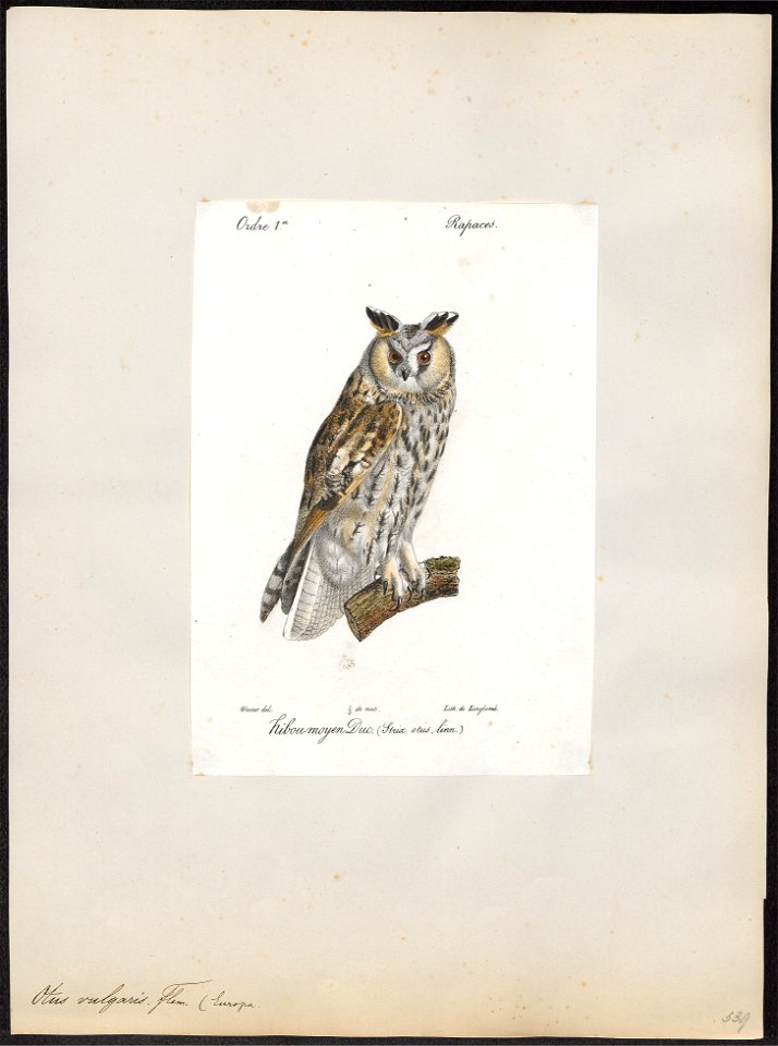 Otus vulgaris - 1842-1848 - Print - Iconographia Zoologica - Special Collections University of Amsterdam - UBA01 IZ18400185