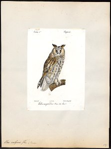 Otus vulgaris - 1842-1848 - Print - Iconographia Zoologica - Special Collections University of Amsterdam - UBA01 IZ18400185