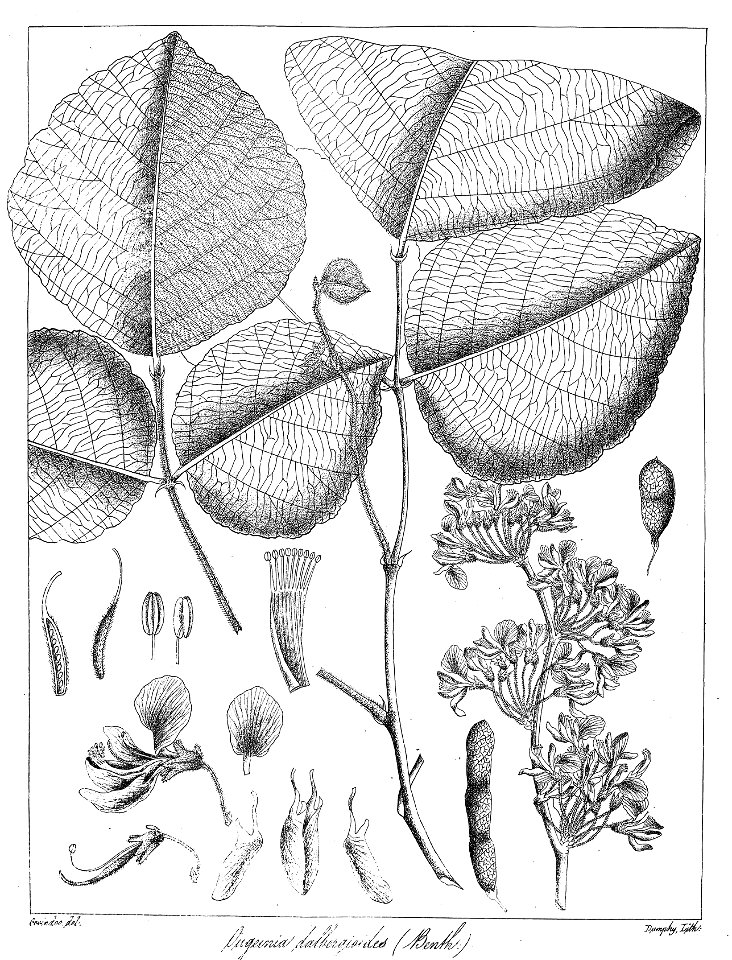 Ougeinia dalbergioides Govindoo