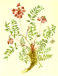 Oxytropis jacquini Atlas Alpenflora