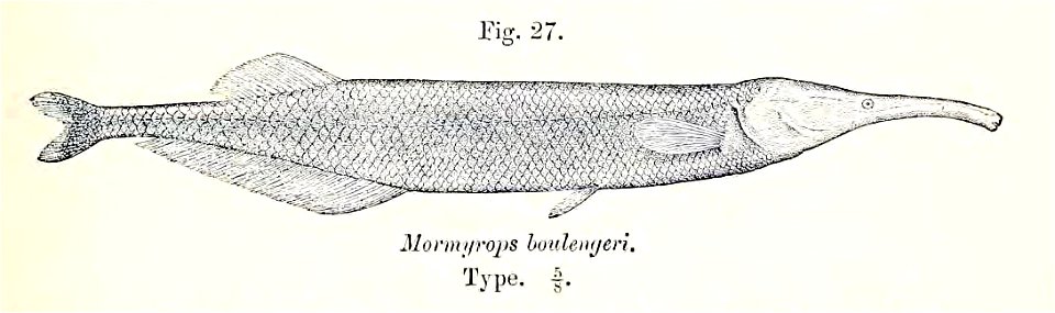 Oxymormyrus boulengeri. Free illustration for personal and commercial use.