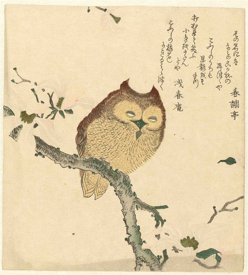 Owl on a Magnolia Branch