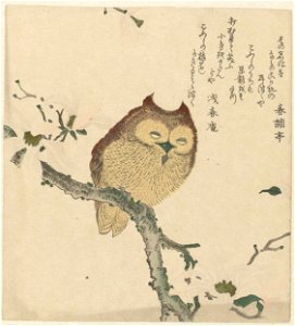 Owl on a Magnolia Branch