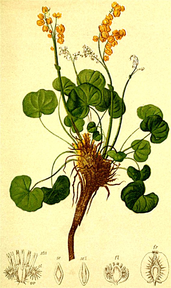 Oxyria digyna Atlas Alpenflora