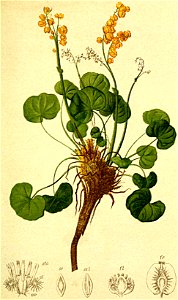 Oxyria digyna Atlas Alpenflora