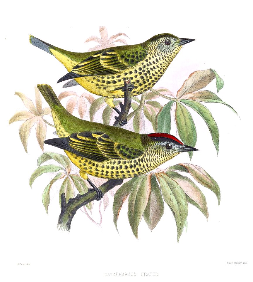OxyrhamphusFraterSmit