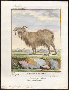 Ovis aries polycerata - veelhoornig - 1700-1880 - Print - Iconographia Zoologica - Special Collections University of Amsterdam - UBA01 IZ21300061