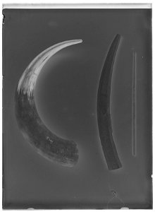 Oxhorn - Livrustkammaren - 60759-negative